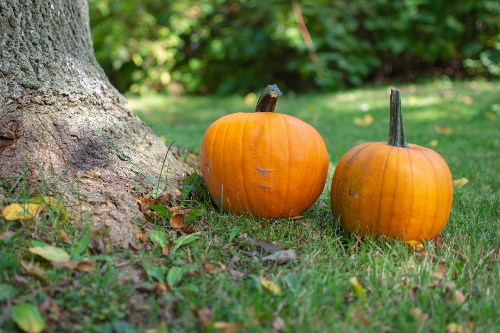The 9 Coolest Cheapest Indoor Outdoor Halloween Decoration Ideas
